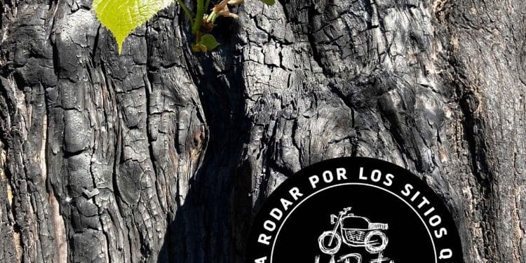 La Ruta + Fea, passear por paisagens feias e queimadas pelas chamas por uma causa solidária