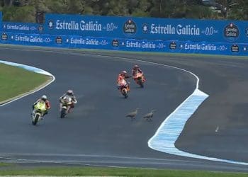 Vídeos: Vida selvagem obrigou a bandeira vermelha no Moto2 e no MotoGP