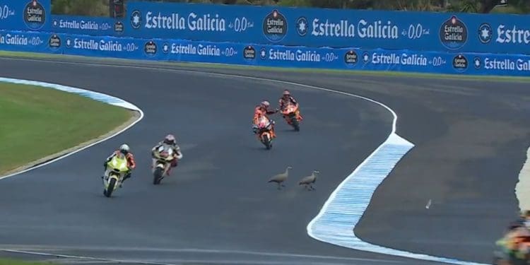 Vídeos: Vida selvagem obrigou a bandeira vermelha no Moto2 e no MotoGP